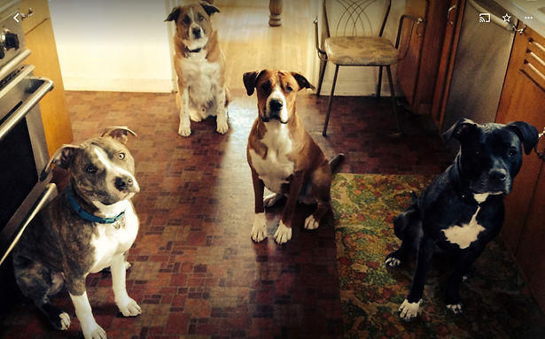 four dogs sitting