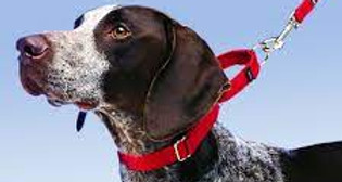 martingale collar for dogs