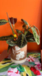 Pokémon planter featuring Bulbasaur on the artwork, prayer plant leaves sticking out of the planter