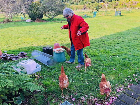 A visitor feeding the chickens