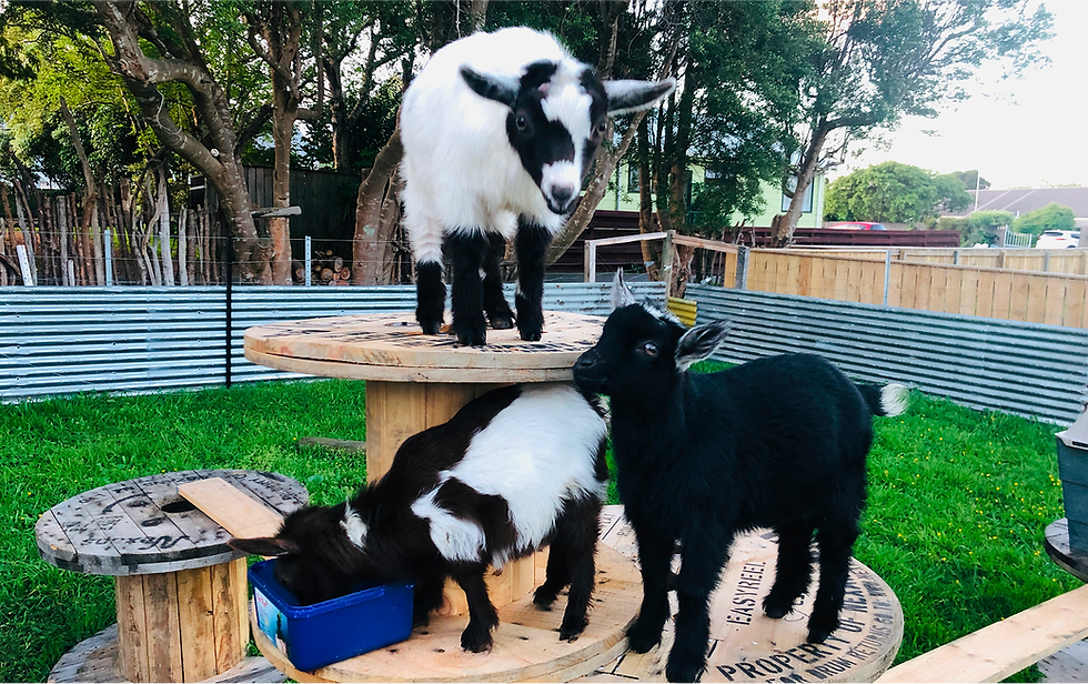Smokey, Moon, and Bambi the goats