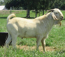 el dorado) (800x579).jpg