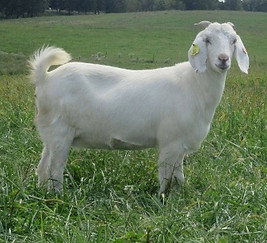 VGV KISS KISS Y38 -FULLBLOOD SAVANNA DOE_edited.jpg