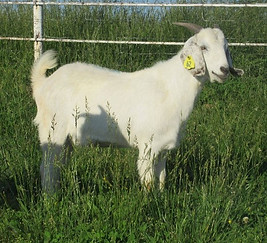 VGV MAI TAI Y62-Fullblood Savanna Doe_edited.jpg