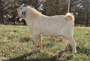 VGV NITTY GRITTY 33 PIC3.jpg