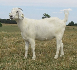 SH PIPPI-FULLBLOOD SAVANNA DOE