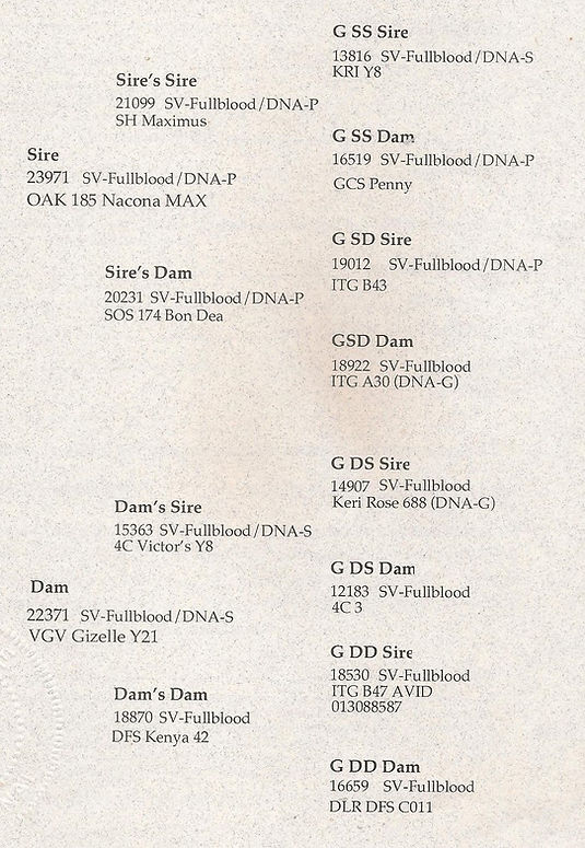 PED NITTY GRITTY 001.jpg