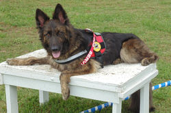 Service Dog Fenrir