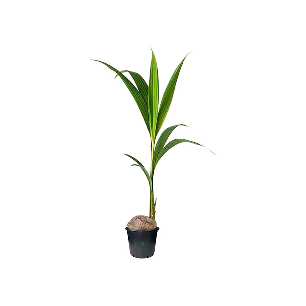 Küçük resim: Cocos nucifera