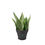 Küçük resim: Sansevieria moonshine medium - Ay ışığı paşa kılıcı