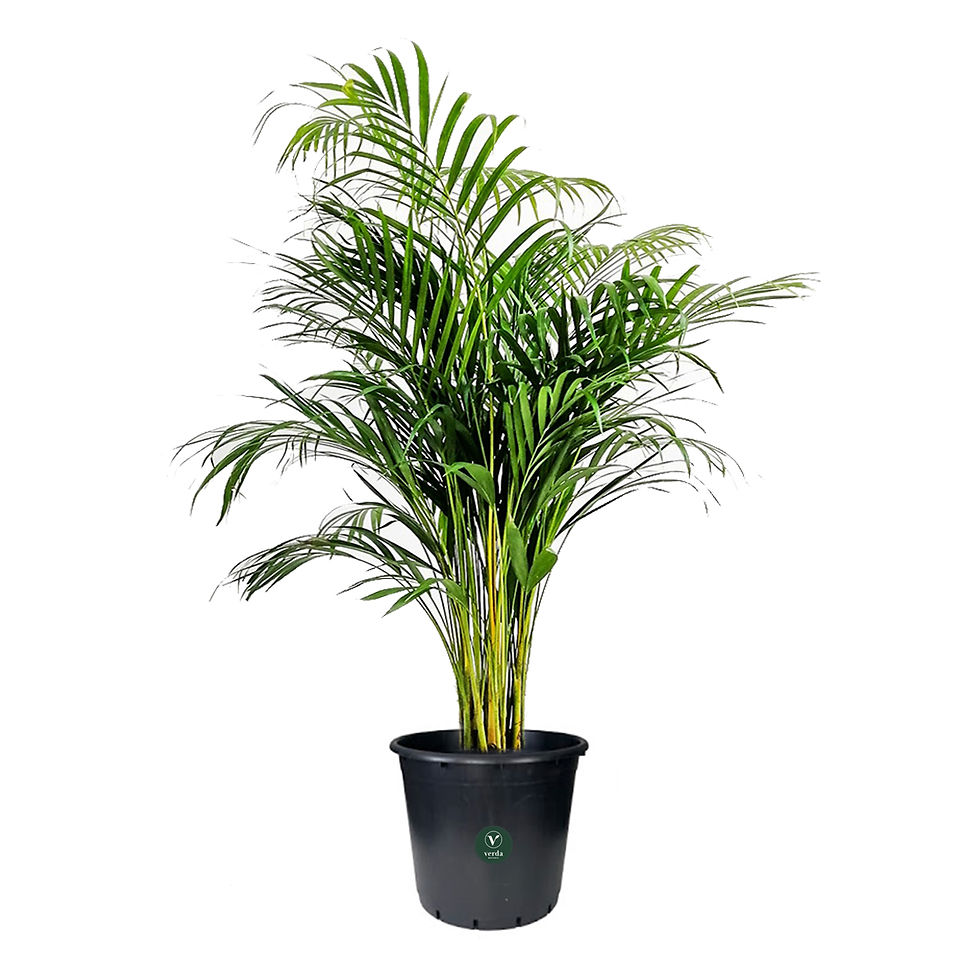 Küçük resim: Dypsis lutescens  - Areca palm