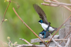 Hirondelle_Bicolore_002