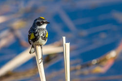 Paruline_Croupion_Jaune_2