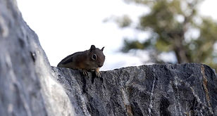 sapphiresquirrel_1.1.1 (1).jpg