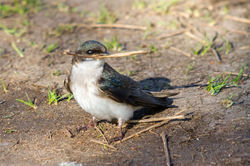 Hirondelle_Bicolore_3