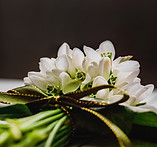 bouquet-of-snowdrops-lies-on-dark-background-gala-2025-09-06-20-21-46-utc.jpg