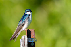 Hirondelle_Bicolore_2018_06_10_0002