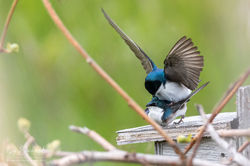Hirondelle_Bicolore_001