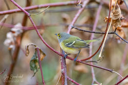 Vireo_Oeil_Blanc_005