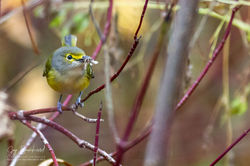 Vireo_Oeil_Blanc_003