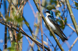 Hirondelle Bicolore