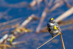 Paruline_Croupion_Jaune_3