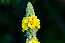 Fleur_2018_07_06_0001.JPG