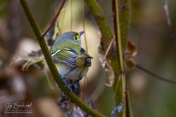 Vireo_Oeil_Blanc_010