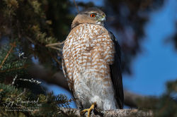 Epervier_Cooper_007