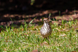Moqueur_Roux_20180512_001