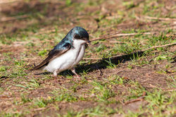 Hirondelle_Bicolore_1
