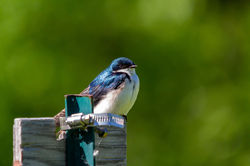 Hirondelle_Bicolore_2018_06_09_0001