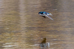 Hirondelle_Bicolore_001