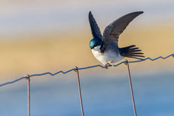 Hirondelle_Bicolore_006