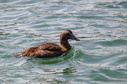 Eider_Duvet_20180827_C