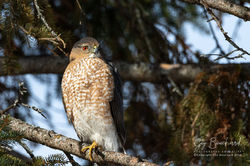 Epervier_Cooper_008