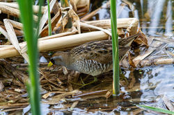 Marouette_Caroline_2018_05_27_0002