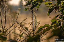 Paysage_20180812_B.jpg