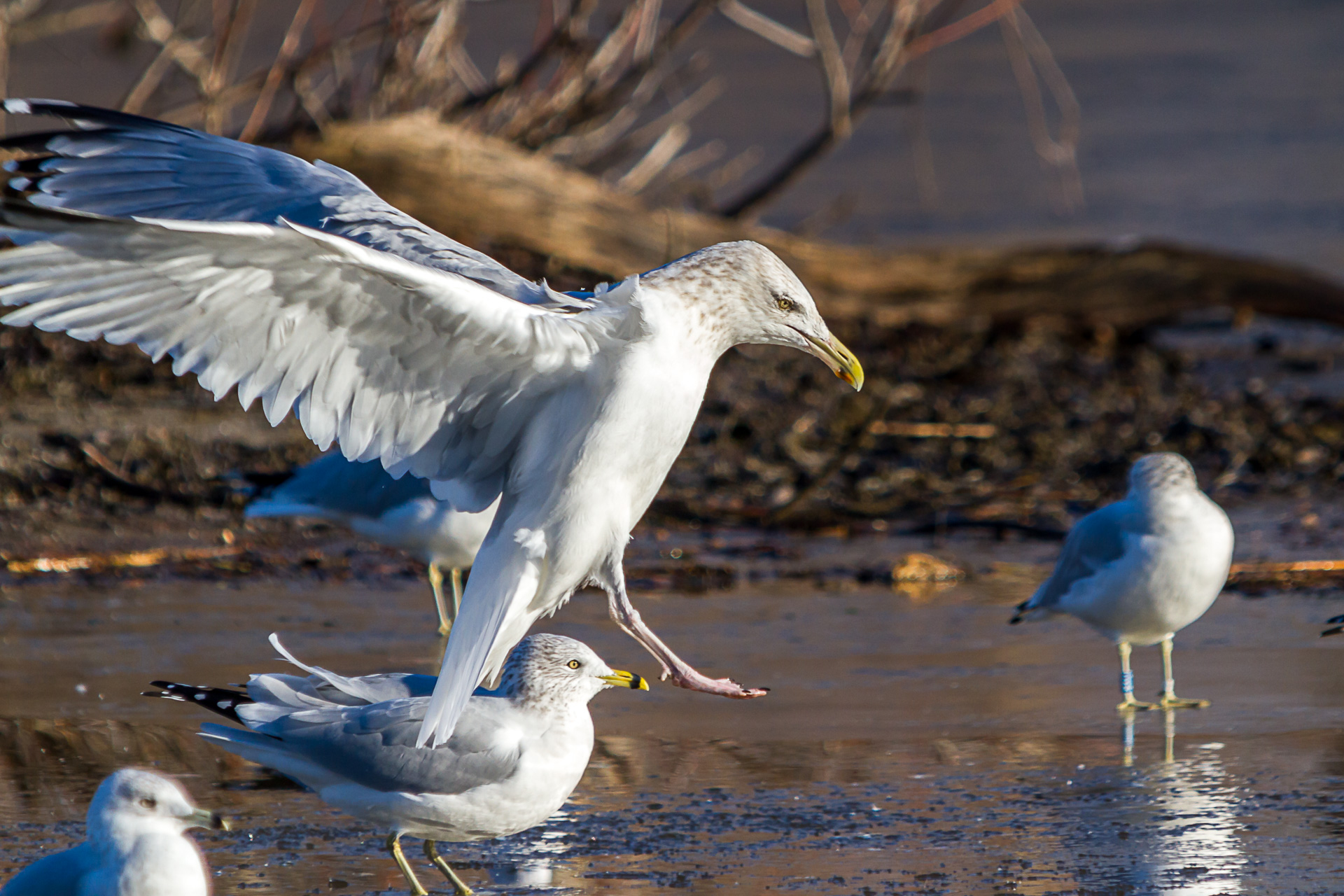 Goéland Argenté Guy Bouchardanimalierwildlifebirdoiseau