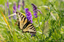 Papillon