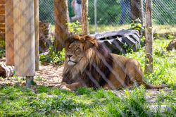 Zoo_042
