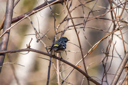 Paruline à Croupion Jaune