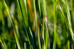 Libellule_2018_07_07_0001