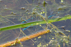 Libellule