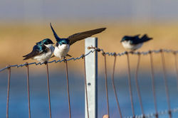 Hirondelle_Bicolore_005