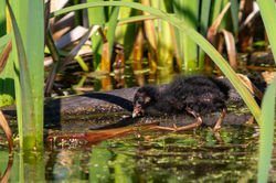 Marouette_Caroline_2018_07_06_0001