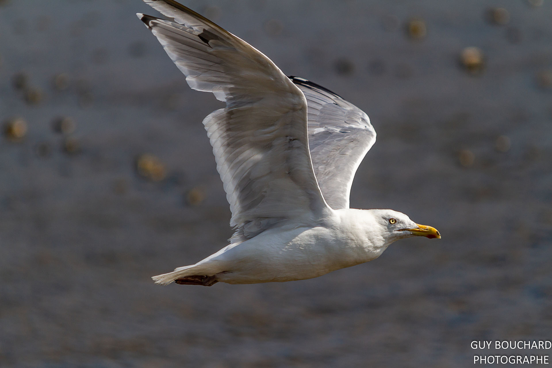 Goéland Argenté Guy Bouchardanimalierwildlifebirdoiseau