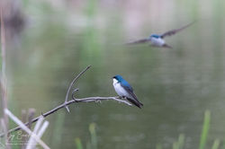 Hirondelle_Bicolore_004