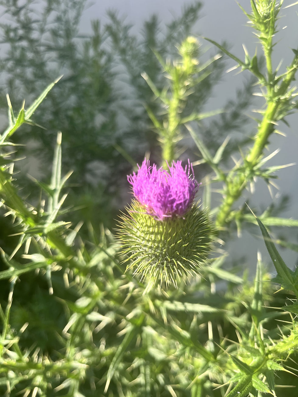 Bull thistle in the yard