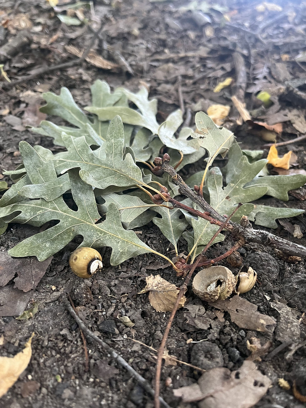 White oak leaves and acorns in a tree bed.